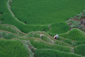 Vietnamienne travaillant pour entretenir le muret d'une rizi&egrave;re en terrasse