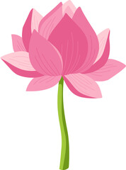 Pink Lotus Flower Blooming