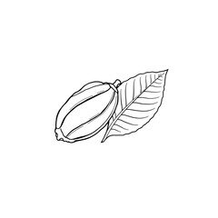 Hand drawn cacao pod with leaf illustration