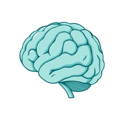 Teal human brain illustration anatomy