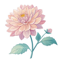 pink chrysanthemum flower