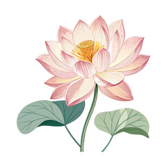 pink lotus flower