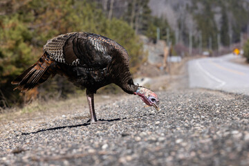 Female wild turkey hen Meleagris gallopavo pecks at gravel on the side of highway running through Algonquin Provincial Park Ontario Canada