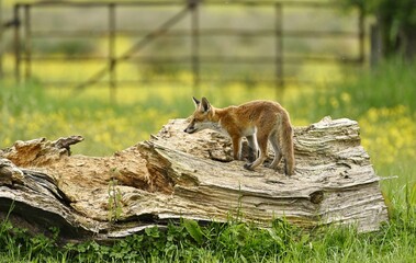 A young Fox Cub exploring a fallen tree.