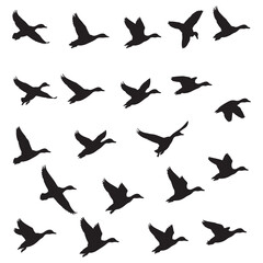 silhouettes of birds