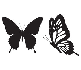 butterfly vector illustration