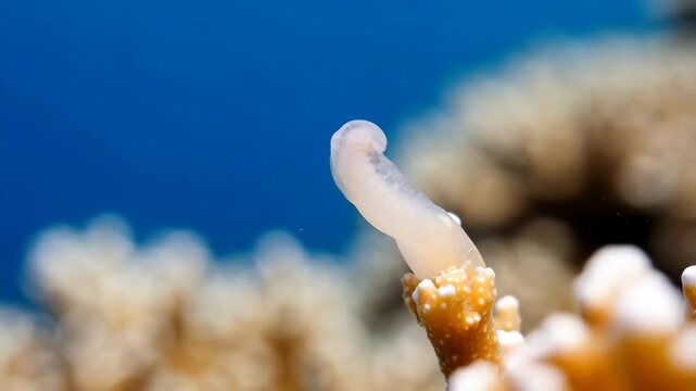 Translucent sea squirt, tunicate, filter feeder protruding from branching stony coral reef in clear blue ocean water for underwater marine wildlife concept.