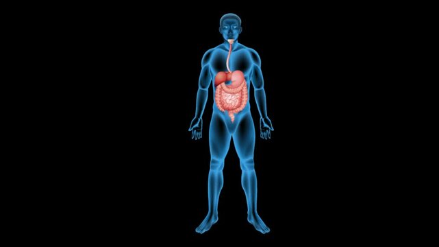 Transparent Human Anatomy with Digestive System

