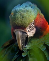 Close-up of a Harlequin Macaw. A bright mix of green, blue, and red feathers.