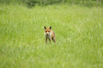 A young Fox Cub in long grass