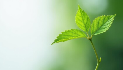 Single, delicate sapling against pure white backdrop, seedling, growth, nature
