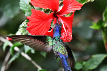 Hummingbird in its natural habitat feeding on flower