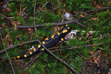 frog in the forest