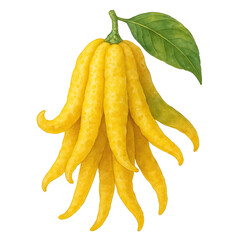 Artistic watercolor painting of a unique buddha's hand citrus fruit with green leaf