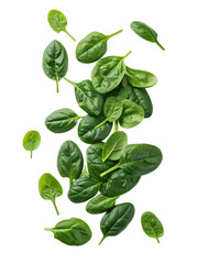 Fototapeta premium Fresh Baby Spinach Leaves Isolated on White Transparent PNG Background