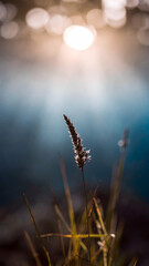 A single grass blade stands tall against a shimmering background of sunlight filtering through misty water