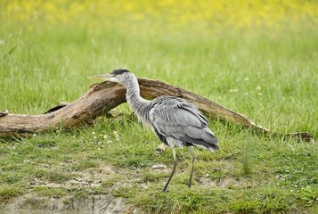 A grey Heron stood on land by the waters edge.