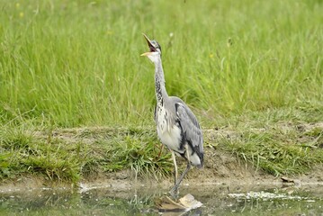 A grey Heron stood in water on the edge of a pond.