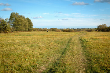 Obraz premium Sunny Country Path through Trees and Grassy Field — Serene Horizontal Landscape for Nature and Travel Themes