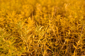 Natural autumn background of yellowed grass in the meadow.