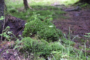 moss on the tree