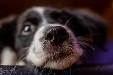 black and white puppy