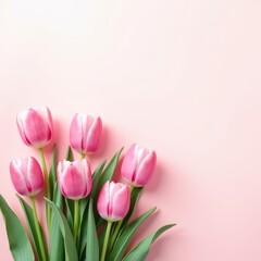 Fototapeta premium The gentle bloom of pink tulips