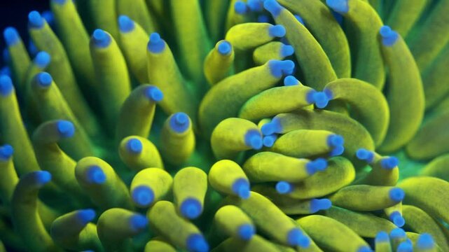 Macro panning shot of Banana Torch Euphyllia glabrescens under actinic lighting, showing vibrant yellow-green tentacles with light blue tips, swaying in the current.
