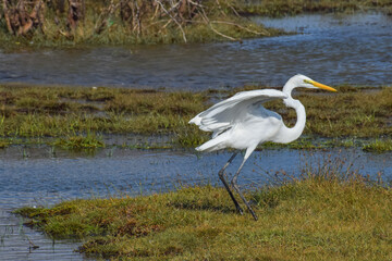 Snowy Egret or White Heron resting in the nature. Beautiful bird, Egretta thula.