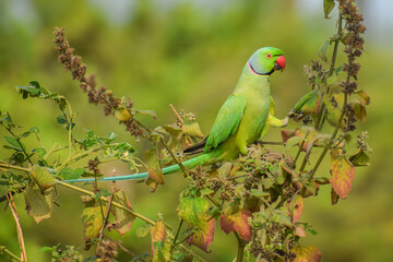 Indian rose ringed parakeet, green parrot perching in the nature. Psittacula krameri