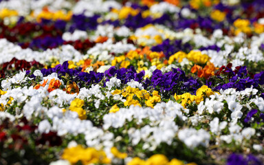 garden pansy (viola wittrockiana)