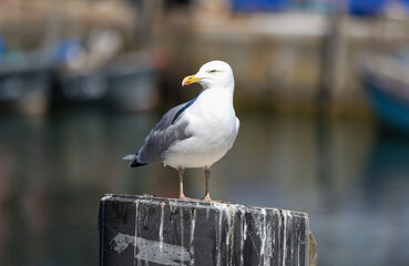 european herring gull (larus argentatus)
