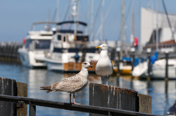 two european herring gulls (larus argentatus)
