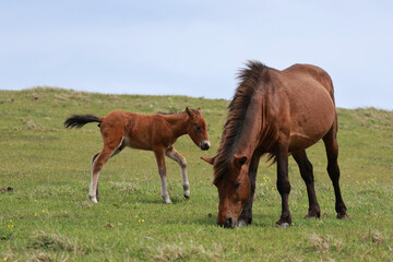 都井岬の御崎馬