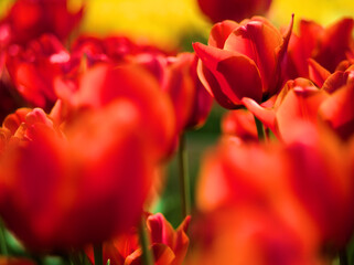 4月に咲いたオレンジ色の美しいチューリップ「ベンバンオレンジ」