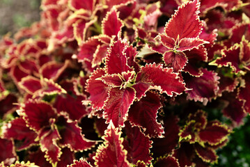 Vibrant Red and Green Foliage of Decorative Coleus Plant in Outdoor Garden