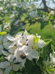 large white and pink spring flowers and buds of apple trees and a bee, a wasp