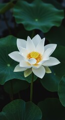 Photo of a White Lotus Flower with Yellow Center and Green Leaves