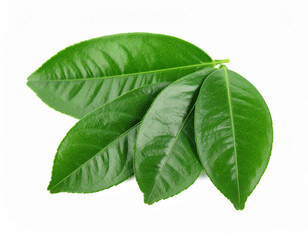 Obraz premium Fresh green citrus leaves on white background evoke sense of nature and vitality