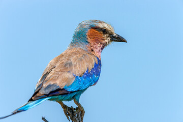 South Africa, Kruger National Park, Lilac-breasted Roller (Coracias caudatus)
