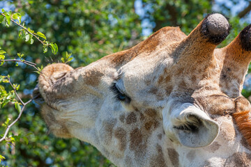 South Africa, Kruger National Park, Giraffe (Giraffa camelopardalis)