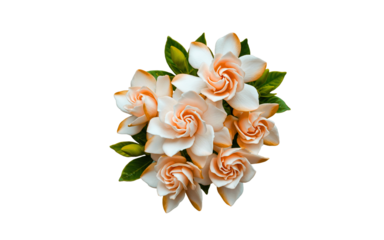 "Gardenia flowers in full bloom isolated on white background PNG, natural look"
