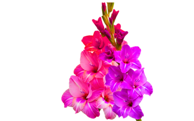 "Gladiolus
flowers in full bloom isolated on white background PNG, natural look"
