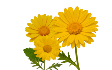 "Yellow daisy blossom with stem and leaves isolated on white background PNG"
