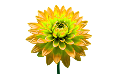 "Yellow daisy blossom with stem and leaves isolated on white background PNG"