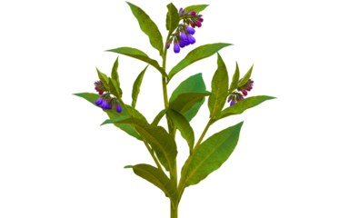 Comfrey herb plant isolated on white background PNG, natural and realistic
