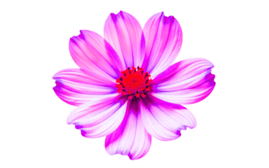 Wild cosmos flower isolated on white background PNG, clear and crisp image