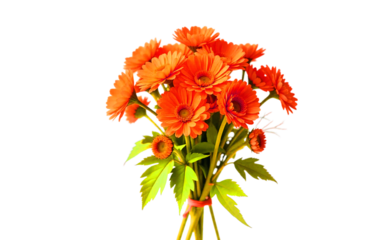 Isolated craspedia flower bouquet on white background PNG, natural look