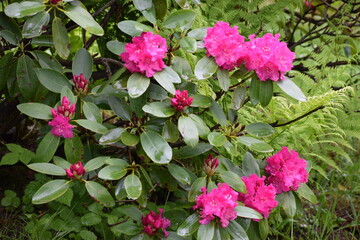 pink flowers in the garden