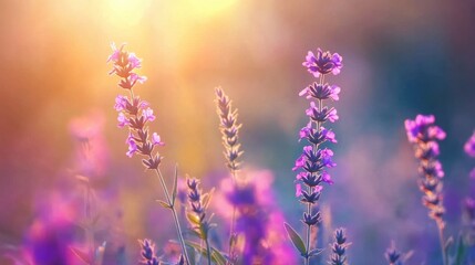 Obraz premium Blue Vervain – Herbal Remedy for Stress, Fevers, and Inflammation 